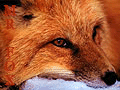 Аватар для MrFox